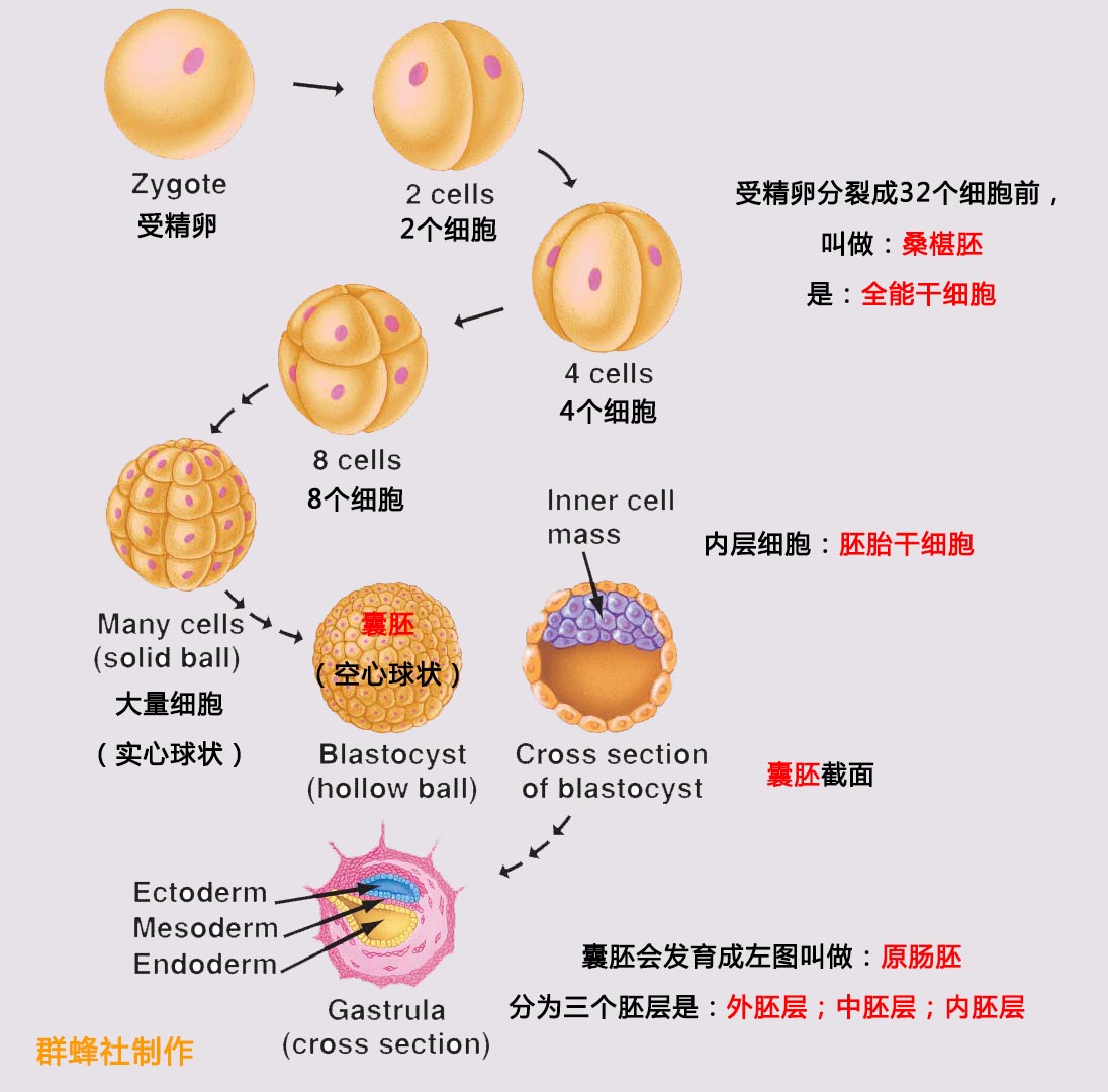 人类胚胎发育详细过程图片